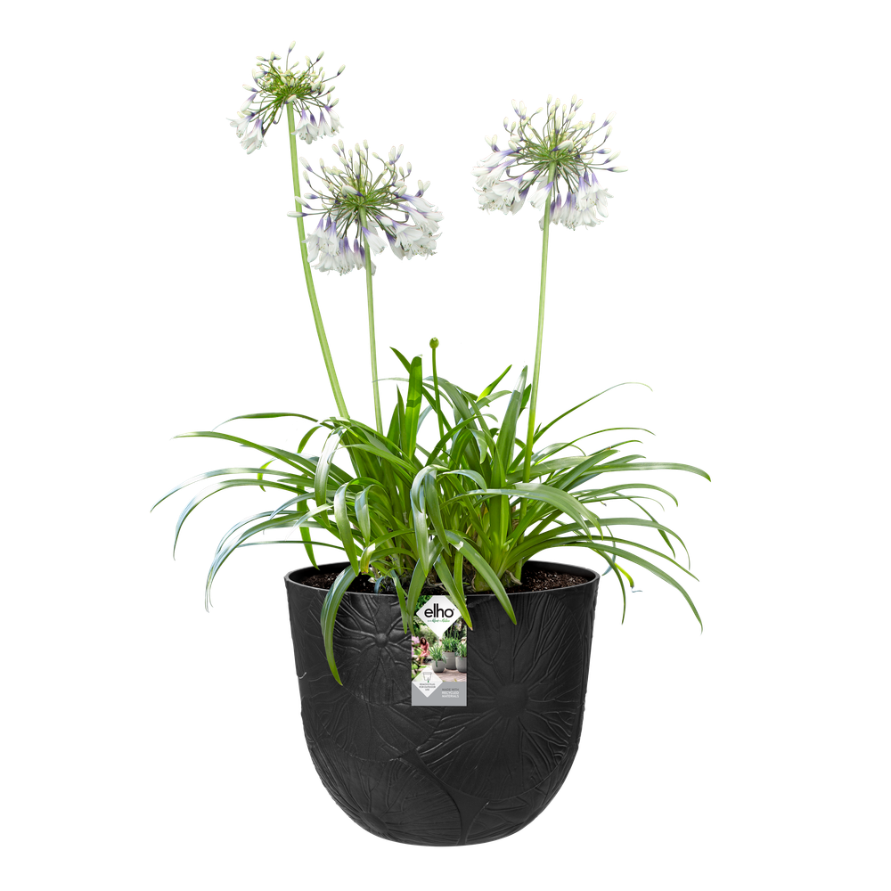 Fuente Lily Round 47