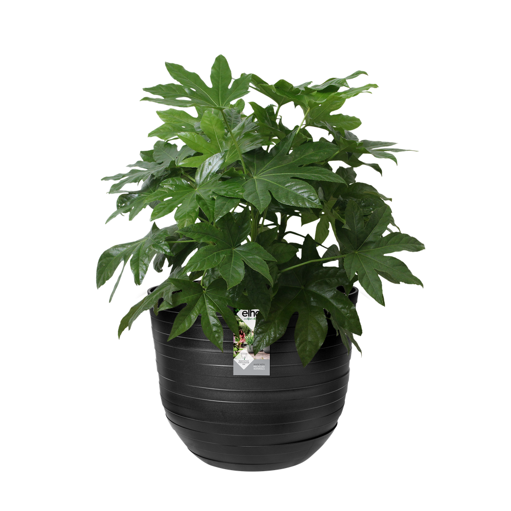 Fuente Rings Round 47