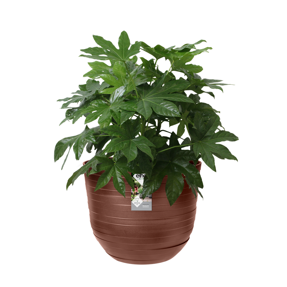 Fuente Rings Round 47