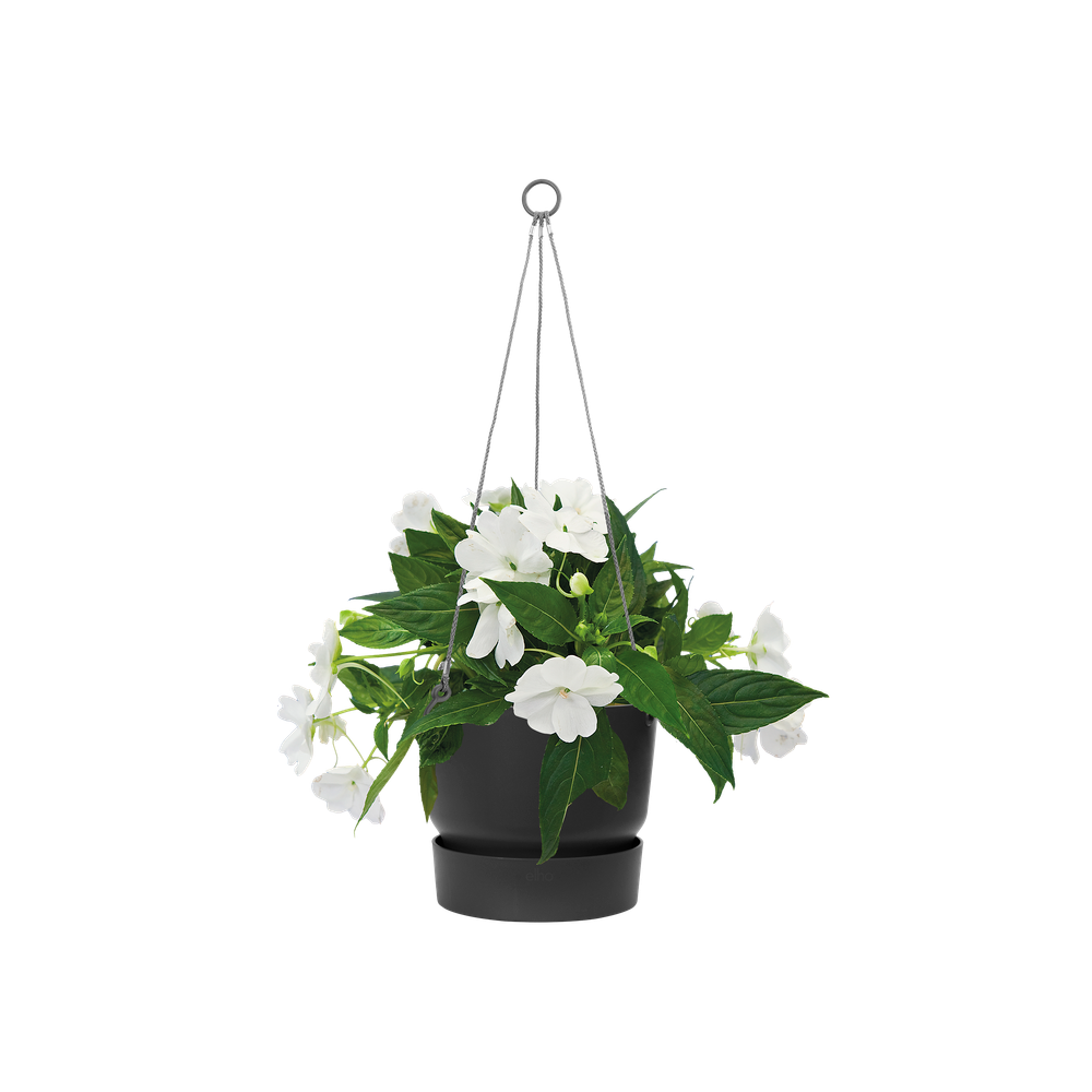 Greenville Hanging Basket 24