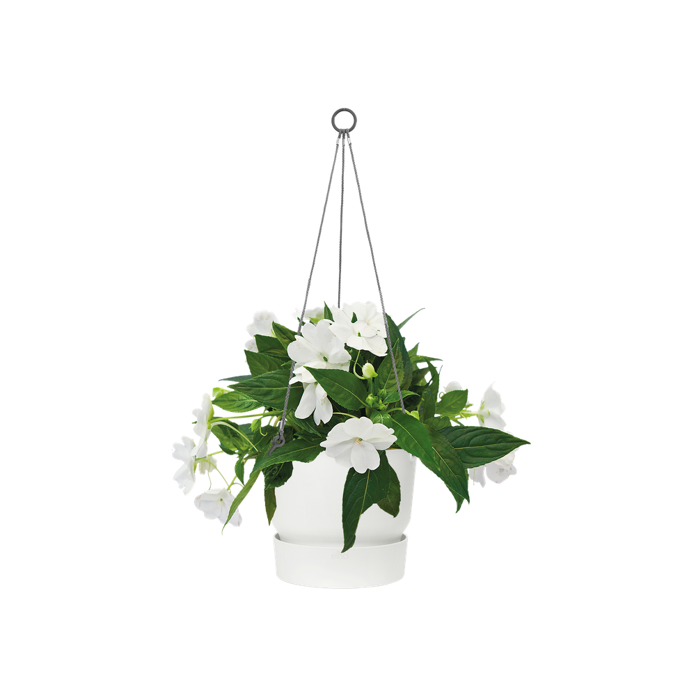 Greenville Hanging Basket 24