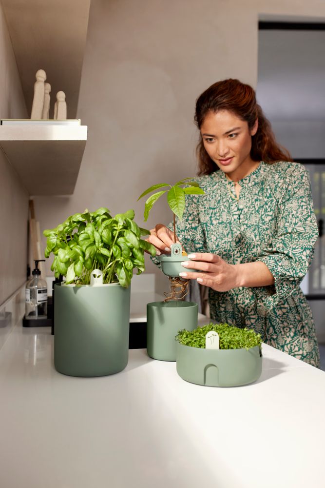 Amazing Avocado Pot