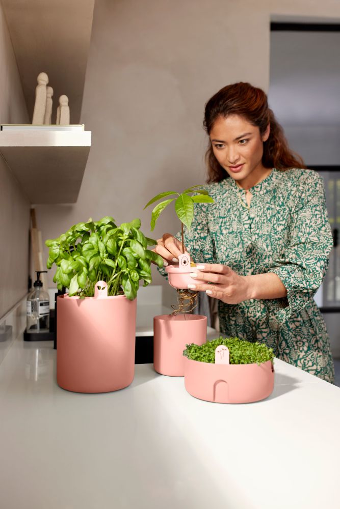 Amazing Avocado Pot