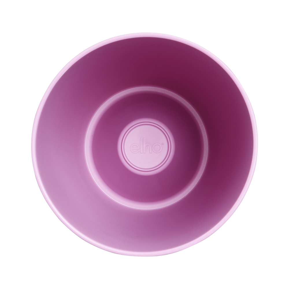 Brussels Diamond Orchid High 12,5