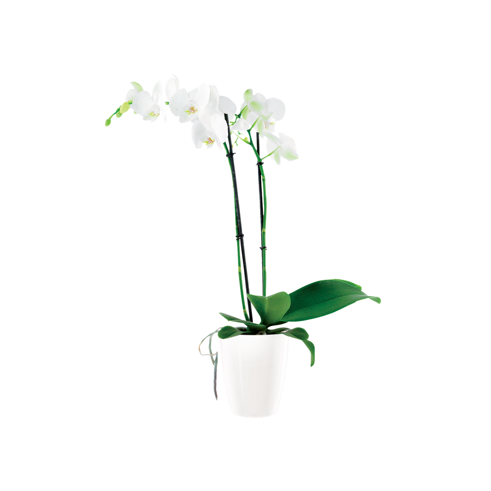 Brussels Diamond Orchid High 12,5