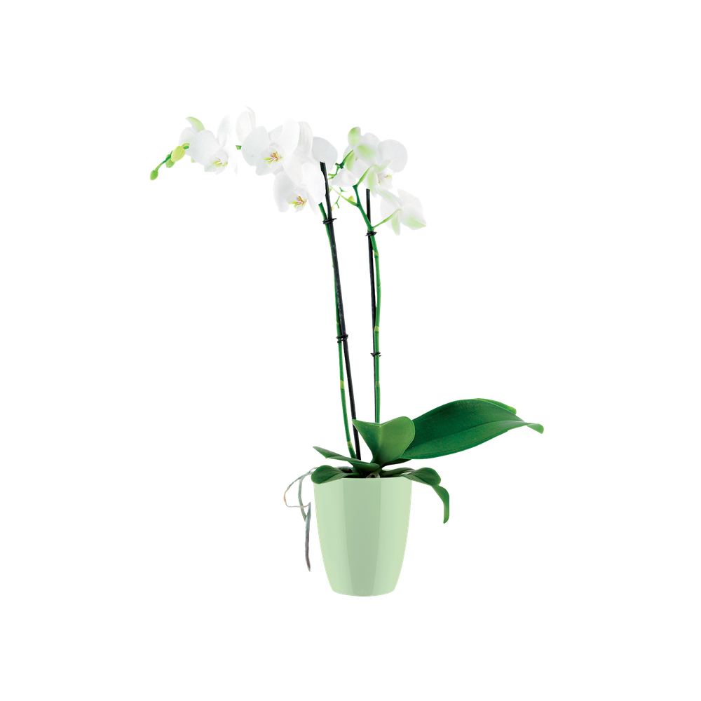 Brussels Diamond Orchid High 12,5