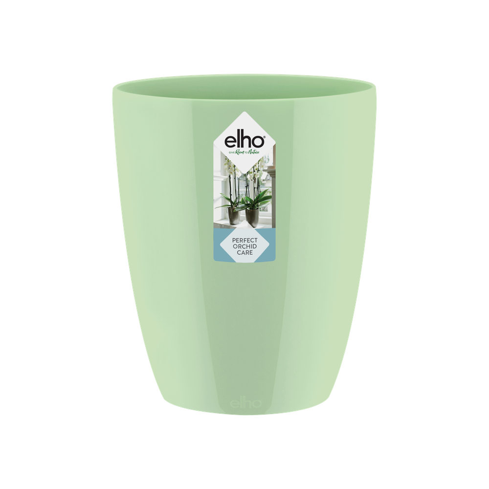 Brussels Diamond Orchid High 12,5