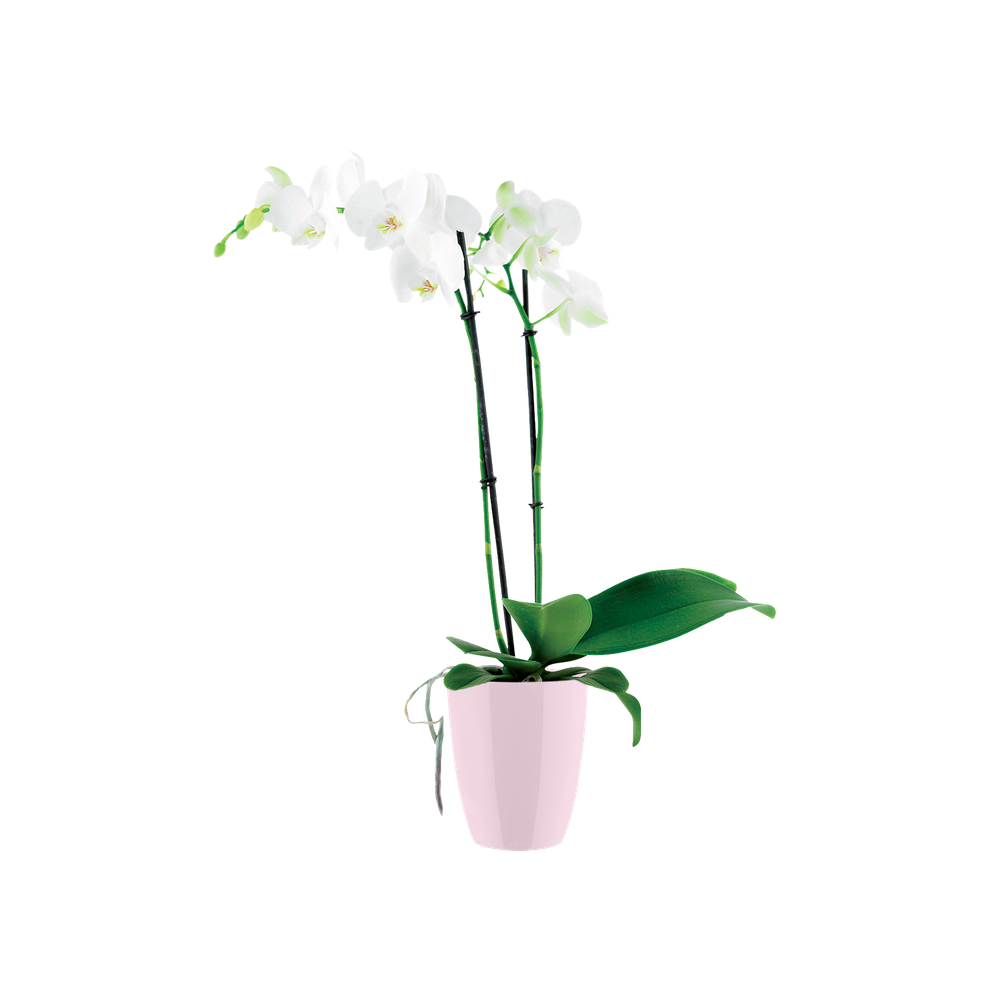 Brussels Diamond Orchid High 12,5