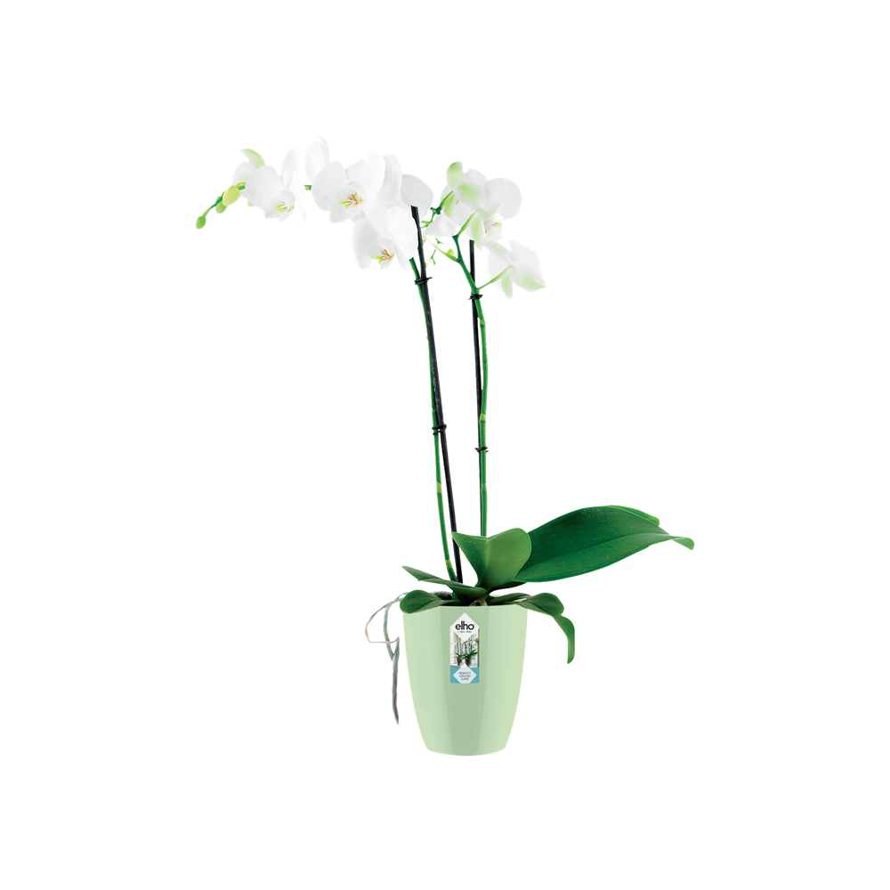 Brussels Diamond Orchid High 12,5