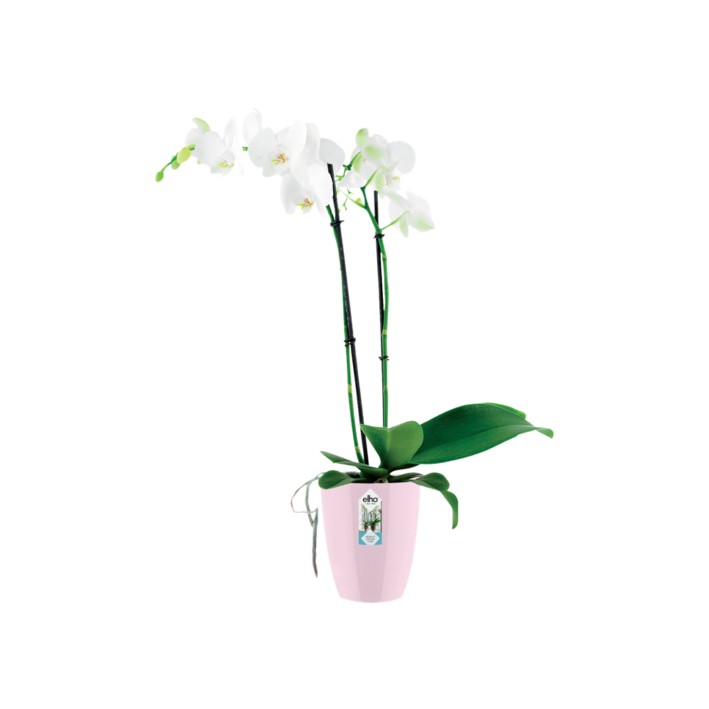 Brussels Diamond Orchid High 12,5