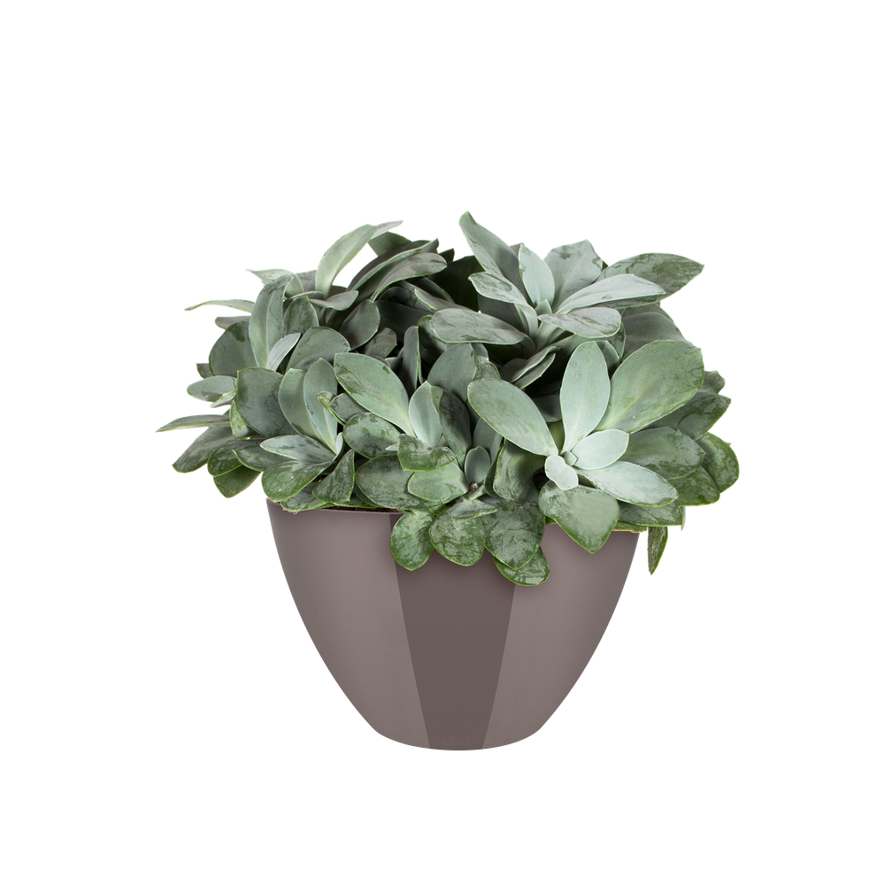 Brussels Diamond Oval High 36