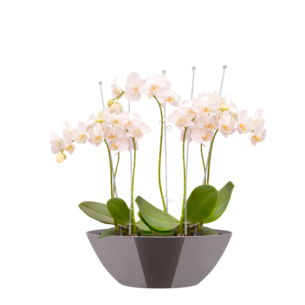 Brussels Diamond Oval 20