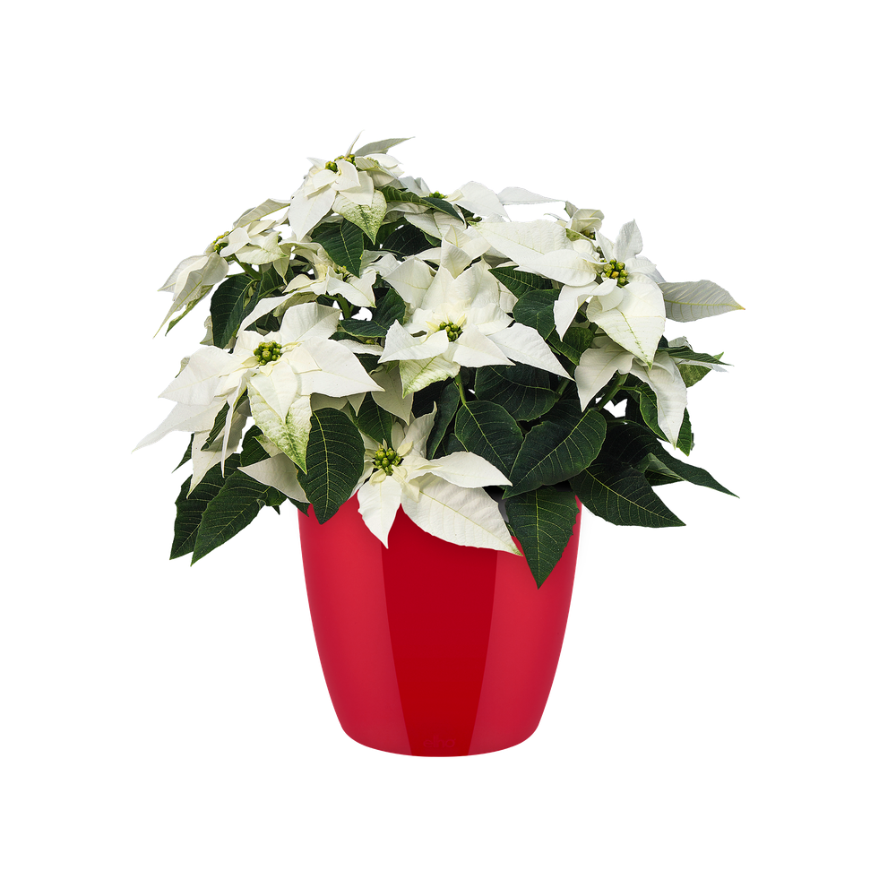 Brussels Diamond Round 25