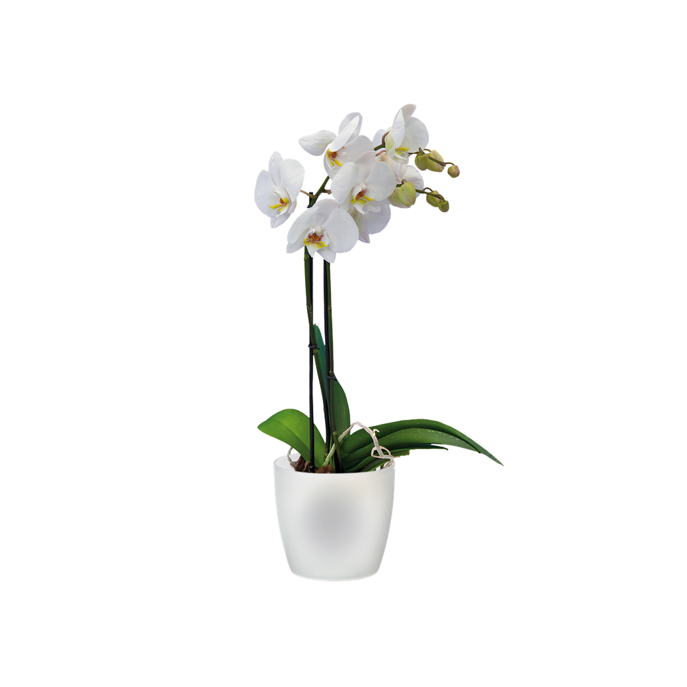 Brussels Orchid 16