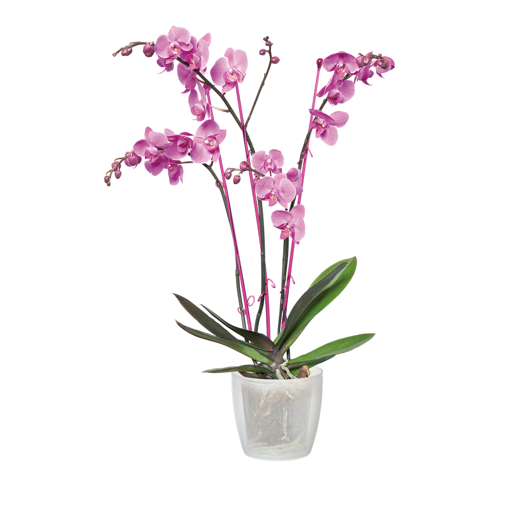 Brussels Orchid 12,5