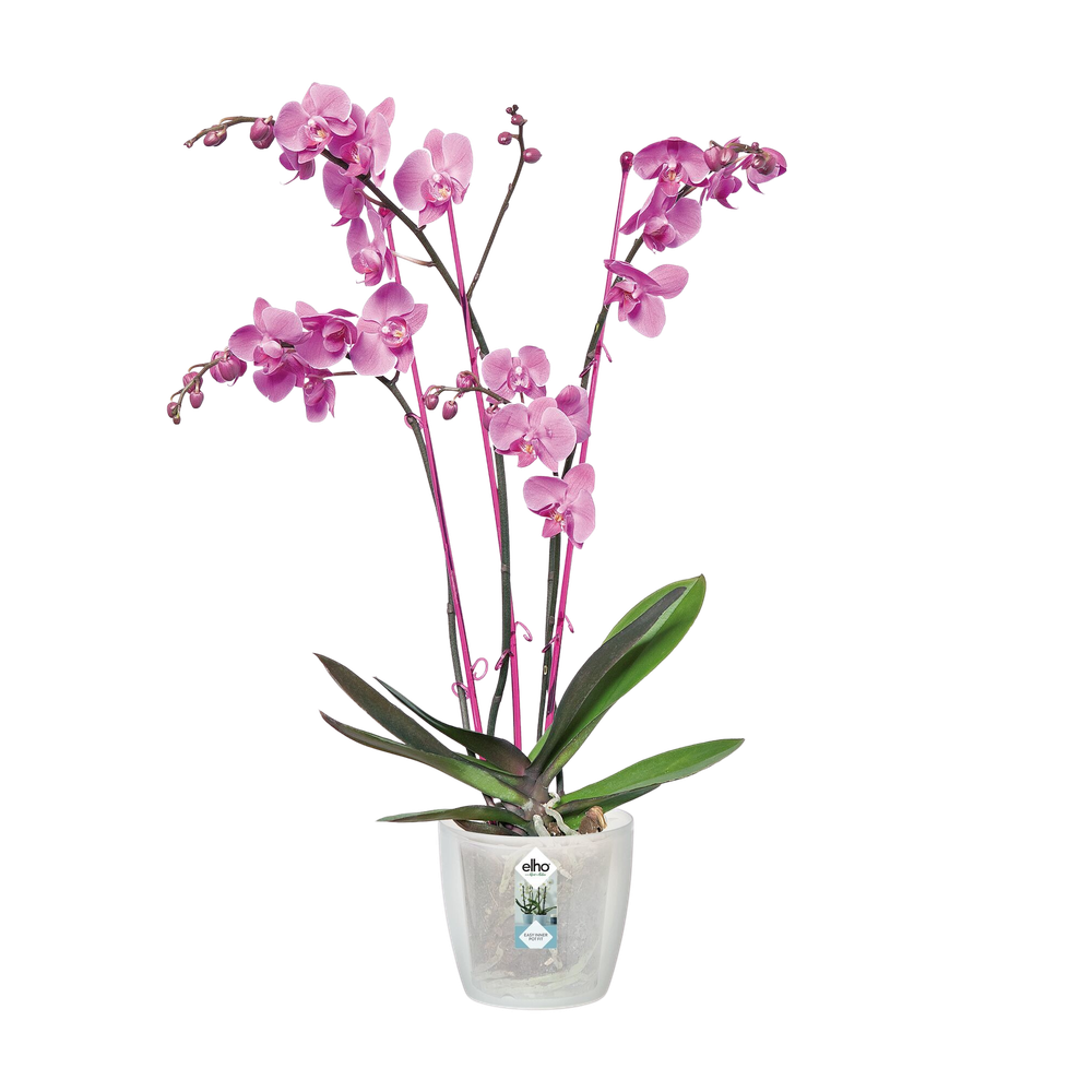 Brussels Orchid 12,5