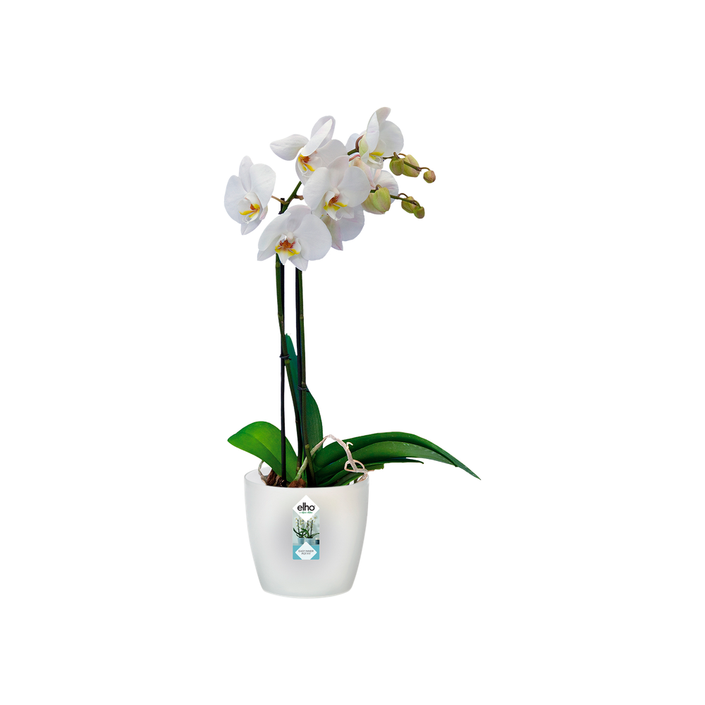 Brussels Orchid 16