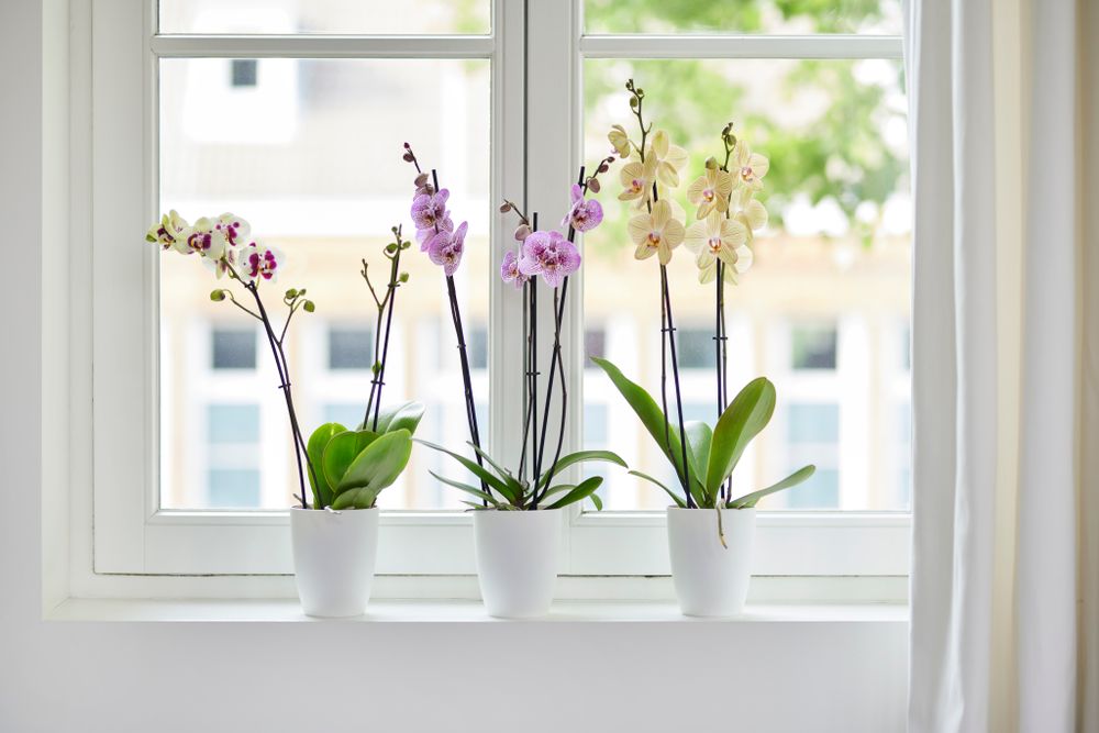 Brussels Orchid High 12,5