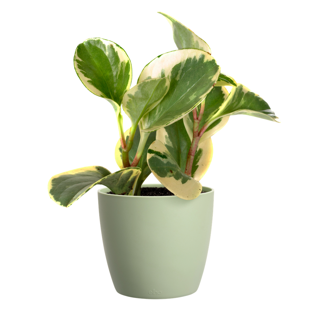 Brussels Round Mini 7