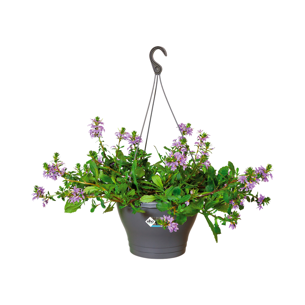 Corsica Hanging Basket 30
