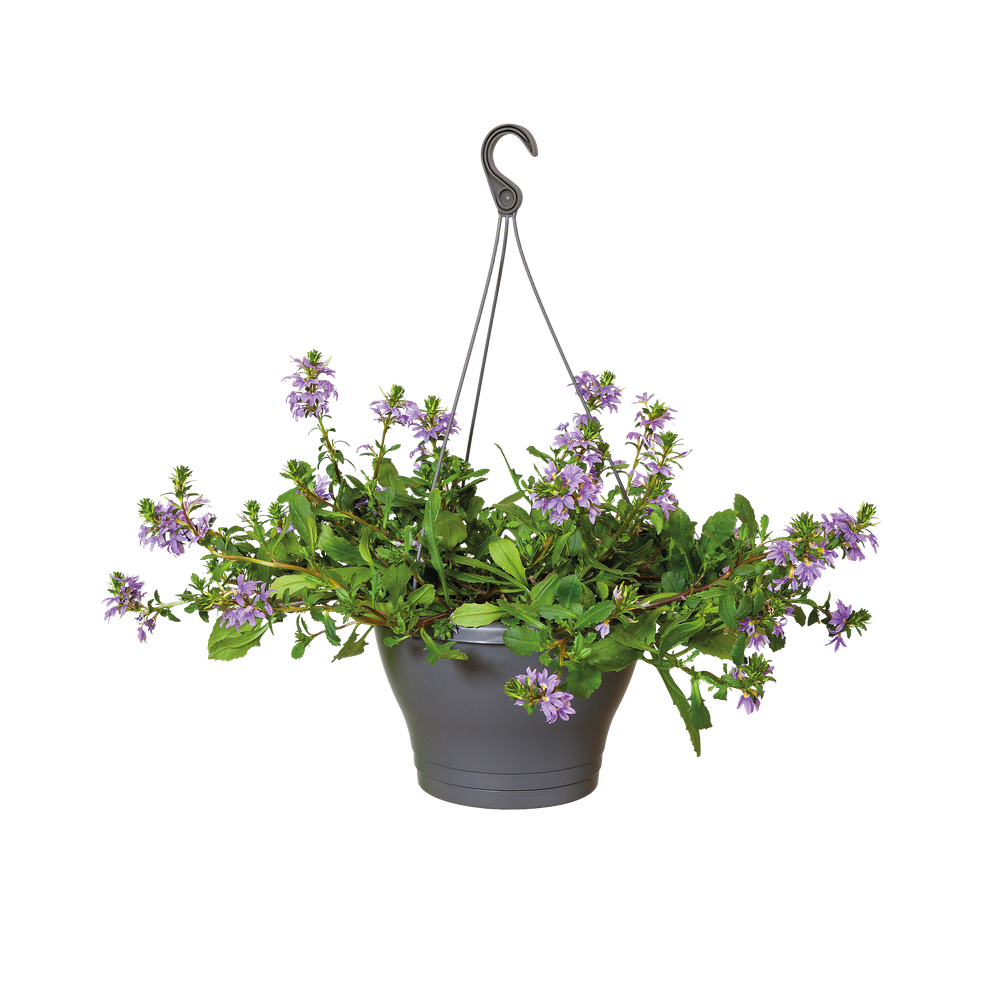 Corsica Hanging Basket 30