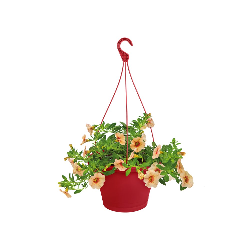 Corsica Hanging Basket 30