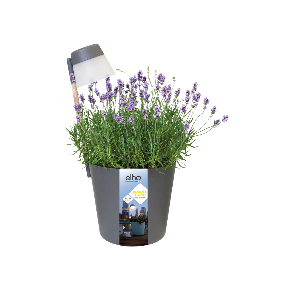 Flower Light 27