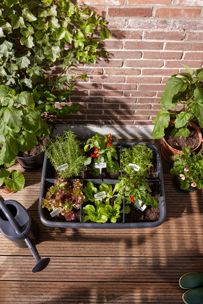 Green Basics Grow Garden L