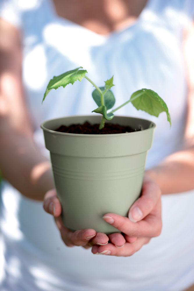 Green Basics Growpot 19
