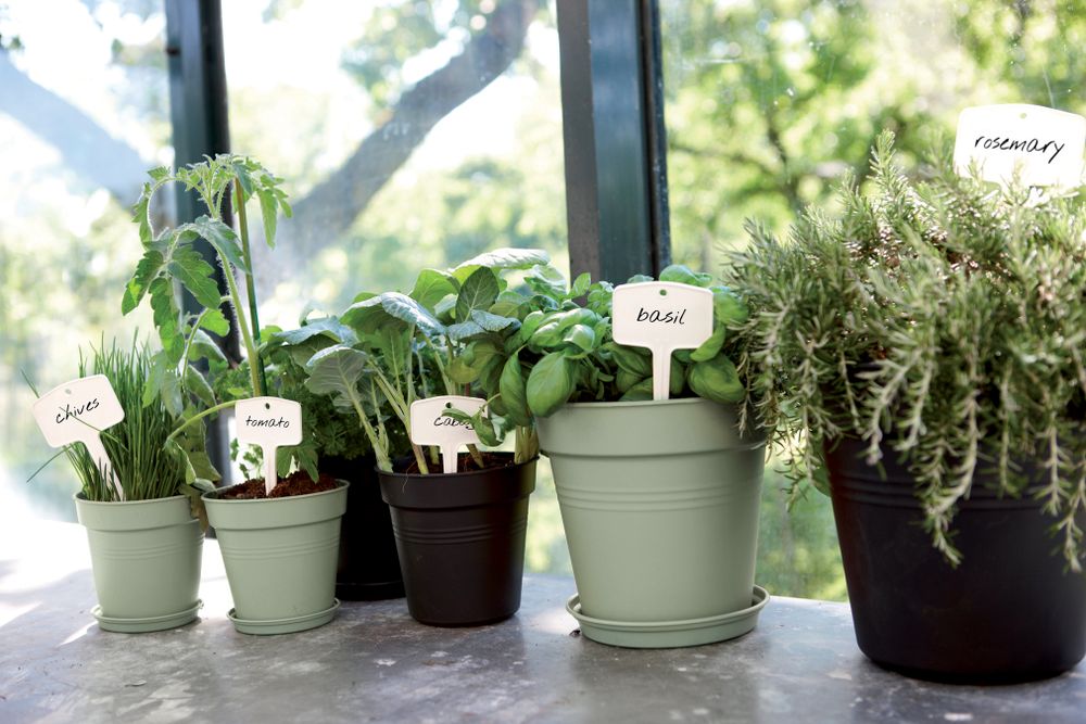 Green Basics Growpot 19
