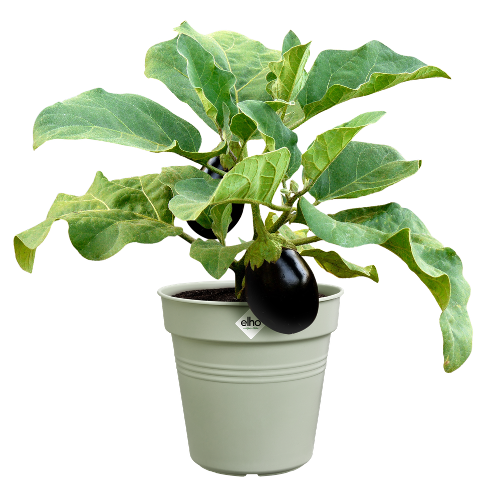 Green Basics Growpot 27