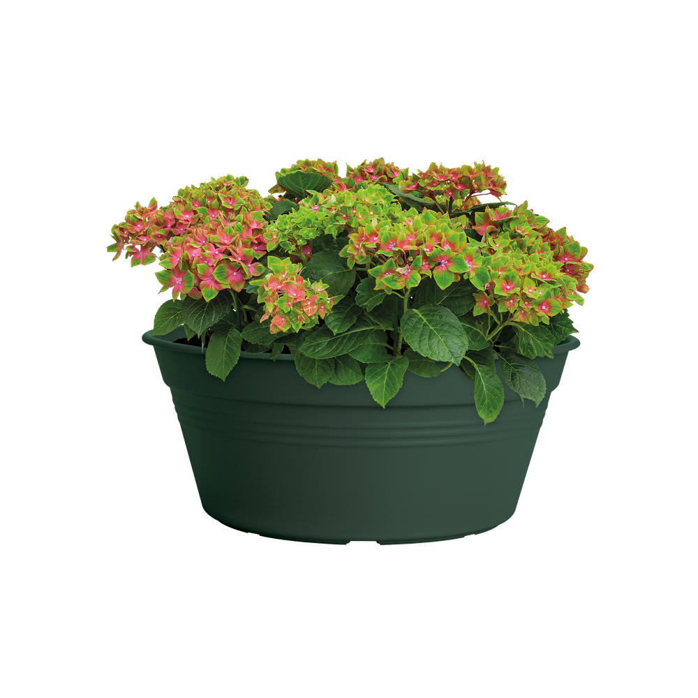 Green Basics Bowl 33
