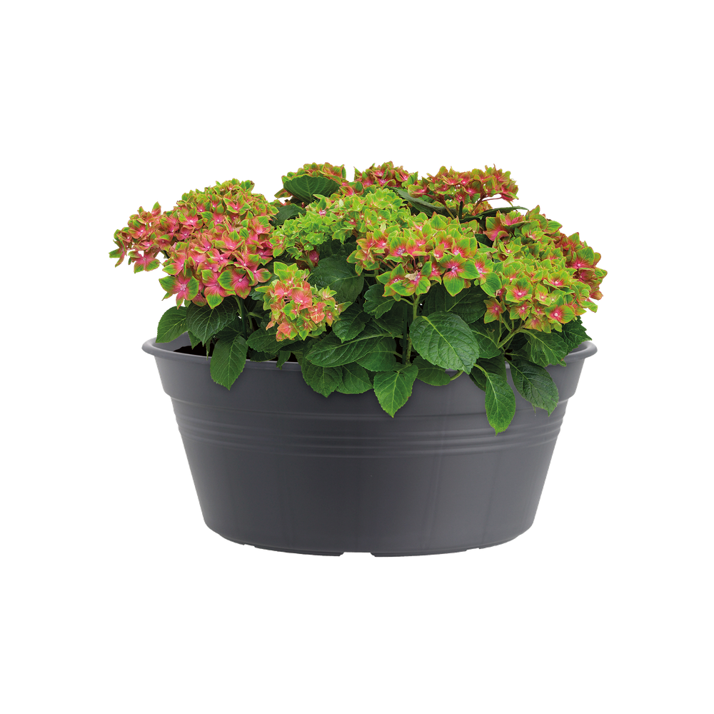 Green Basics Bowl 33