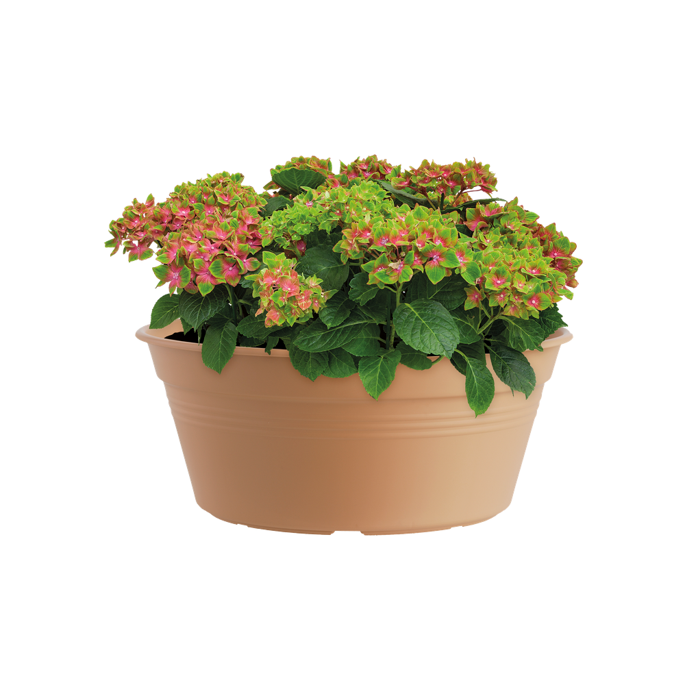 Green Basics Bowl 33