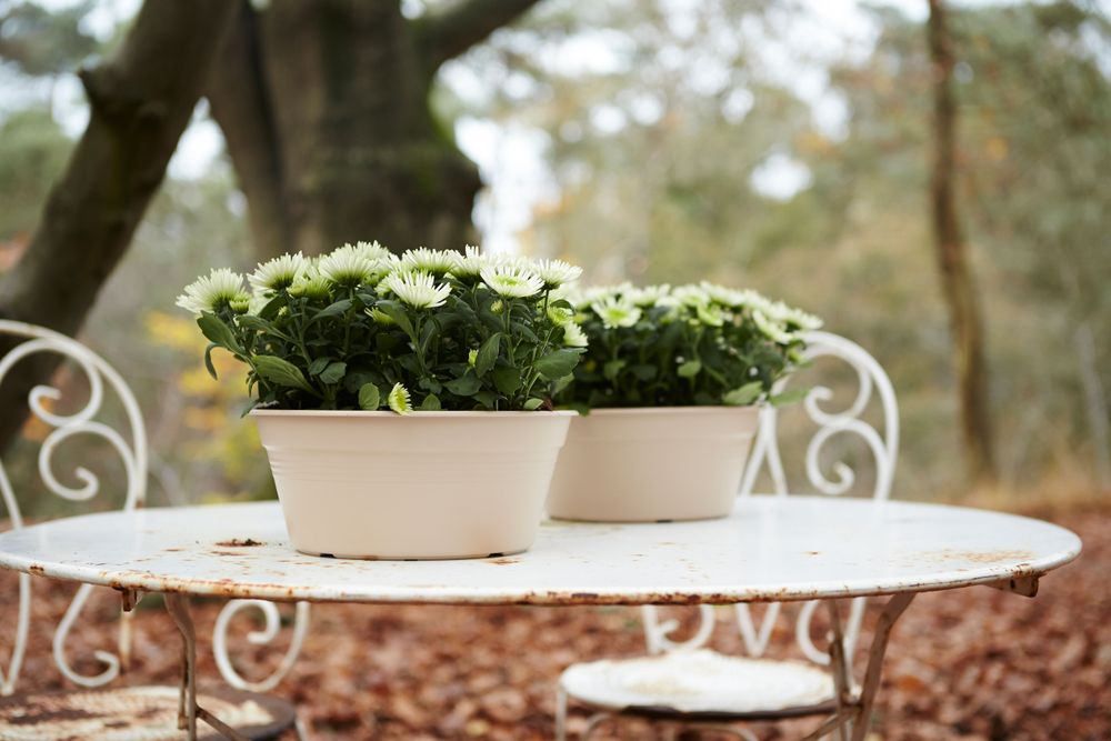 Green Basics Bowl 27
