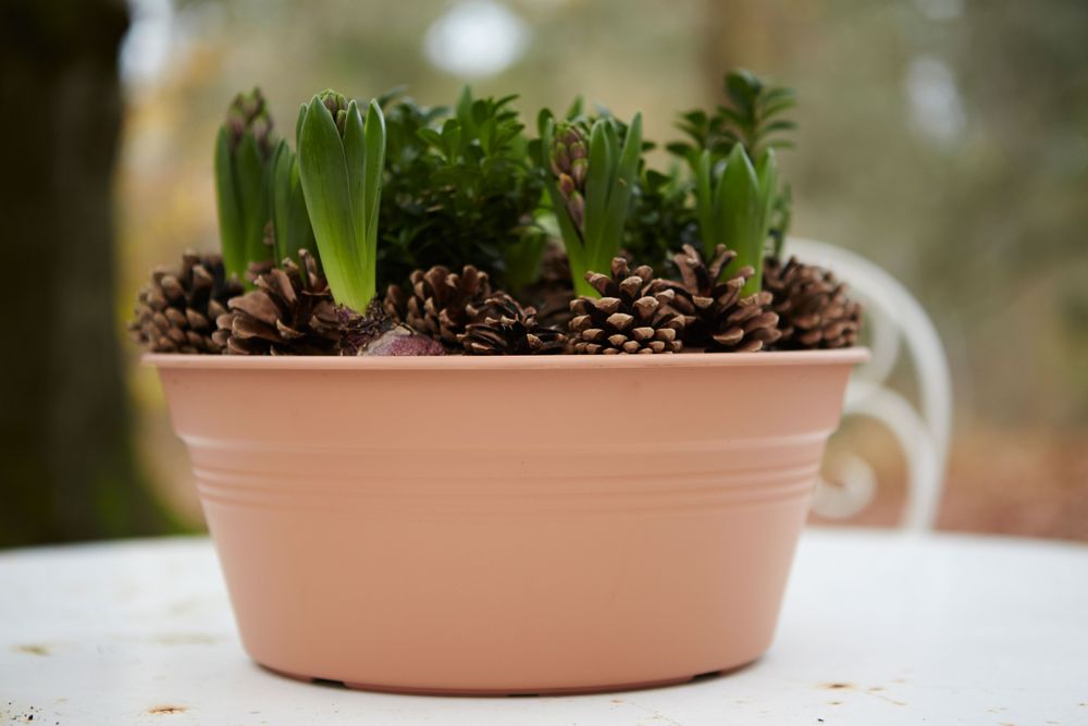Green Basics Bowl 27