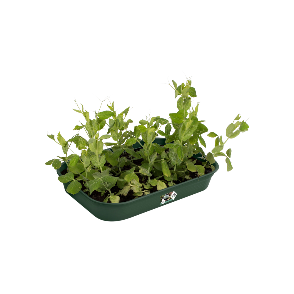 Green Basics Grow Tray M