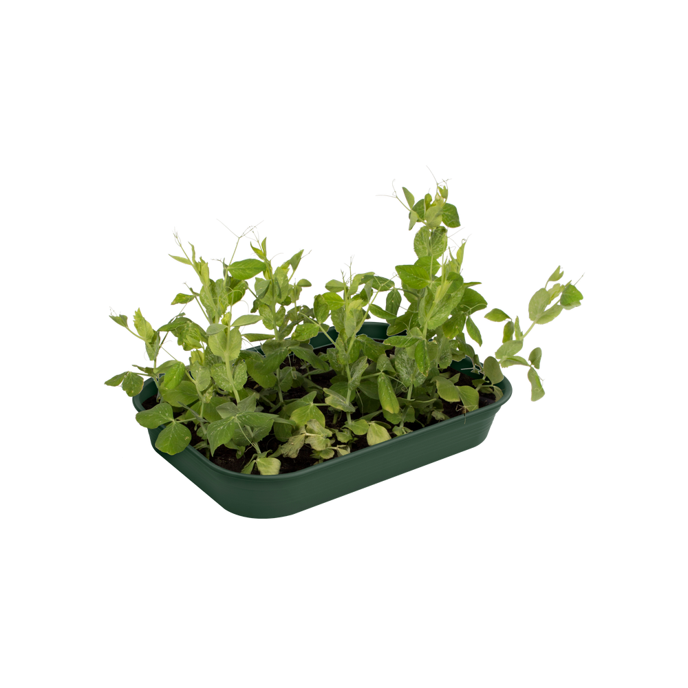Green Basics Grow Tray M