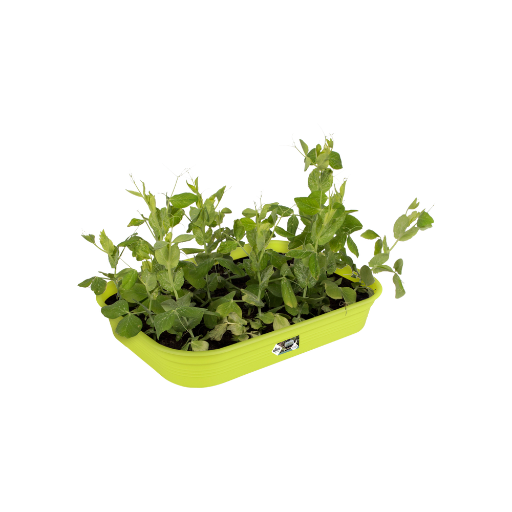 Green Basics Grow Tray M