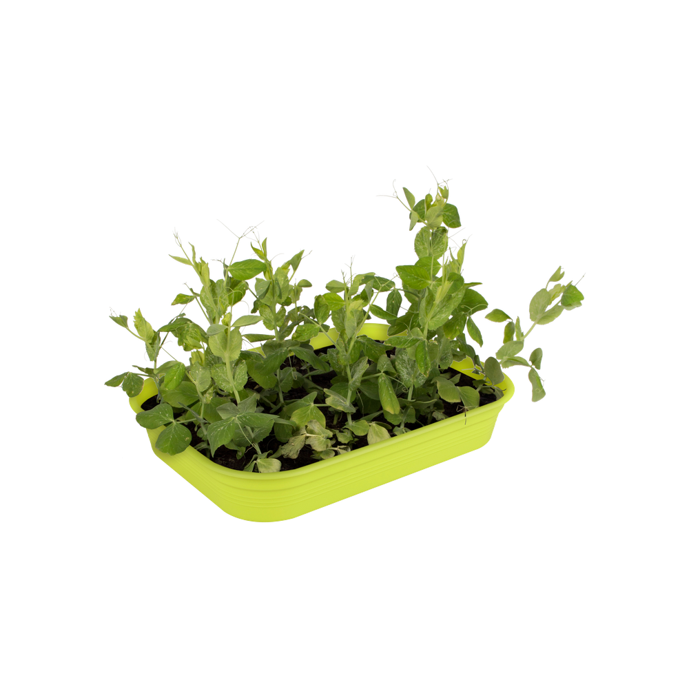 Green Basics Grow Tray M