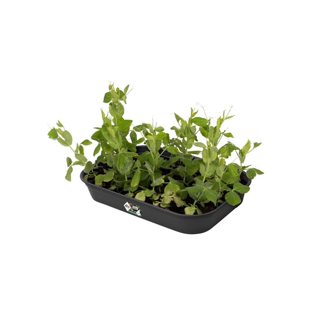 Green Basics Grow Tray M