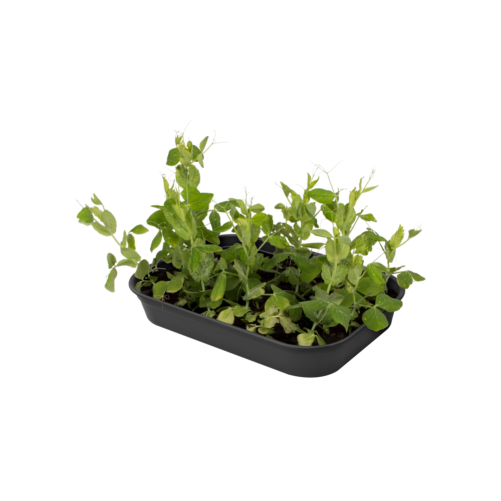 Green Basics Grow Tray M