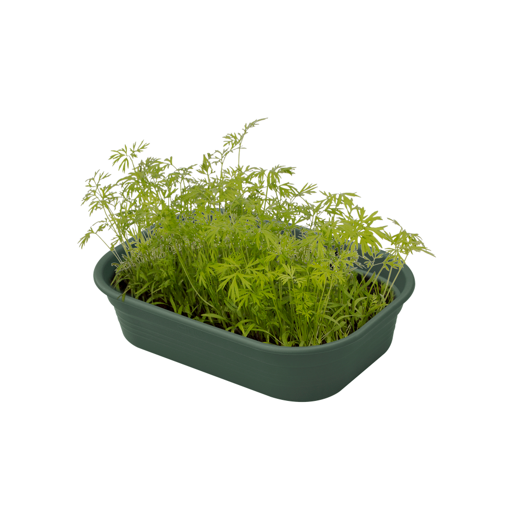 Green Basics Grow Tray S