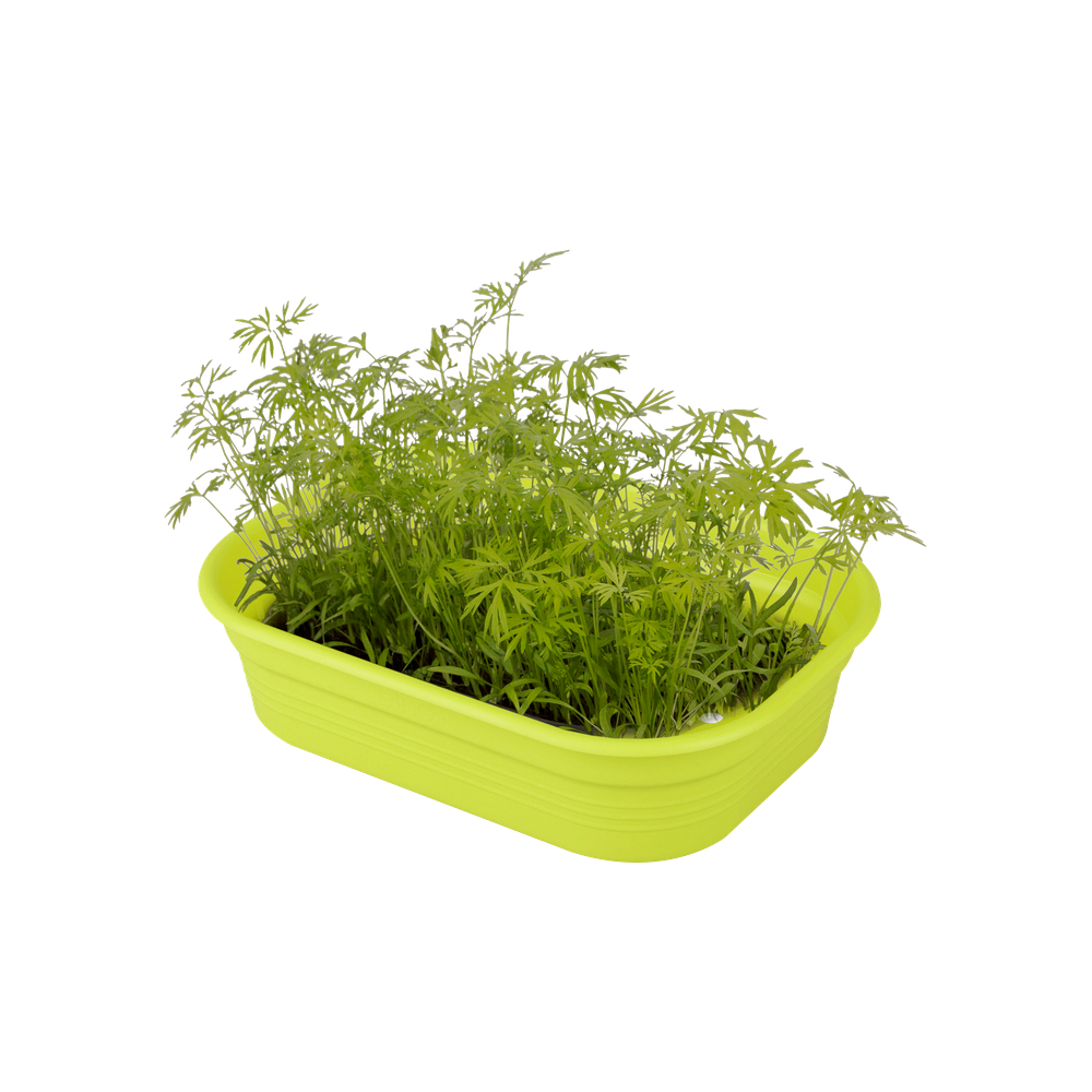 Green Basics Grow Tray S
