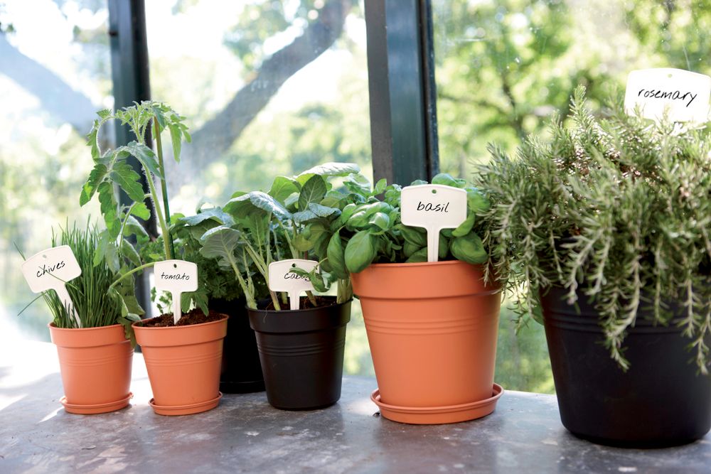 Green Basics Growpot 19