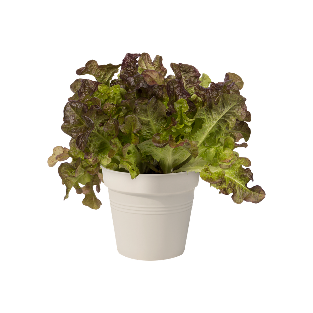 Green Basics Growpot 11
