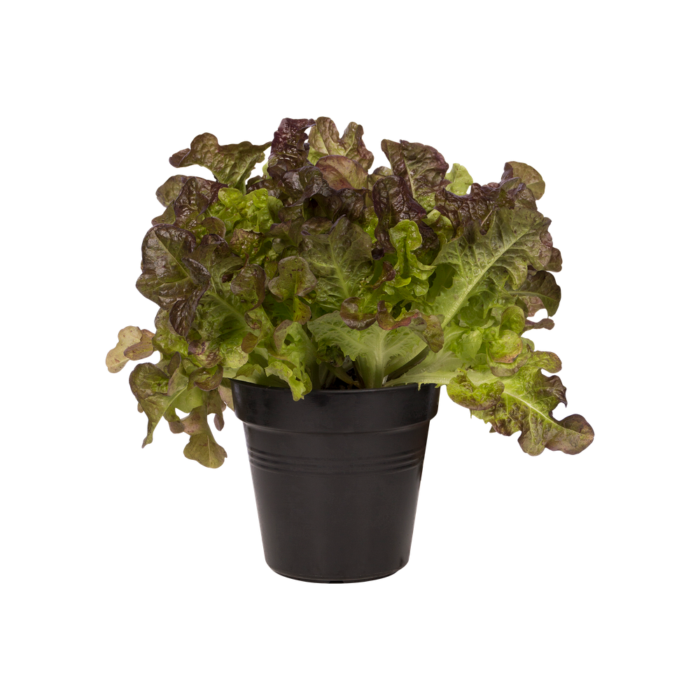 Green Basics Growpot 11
