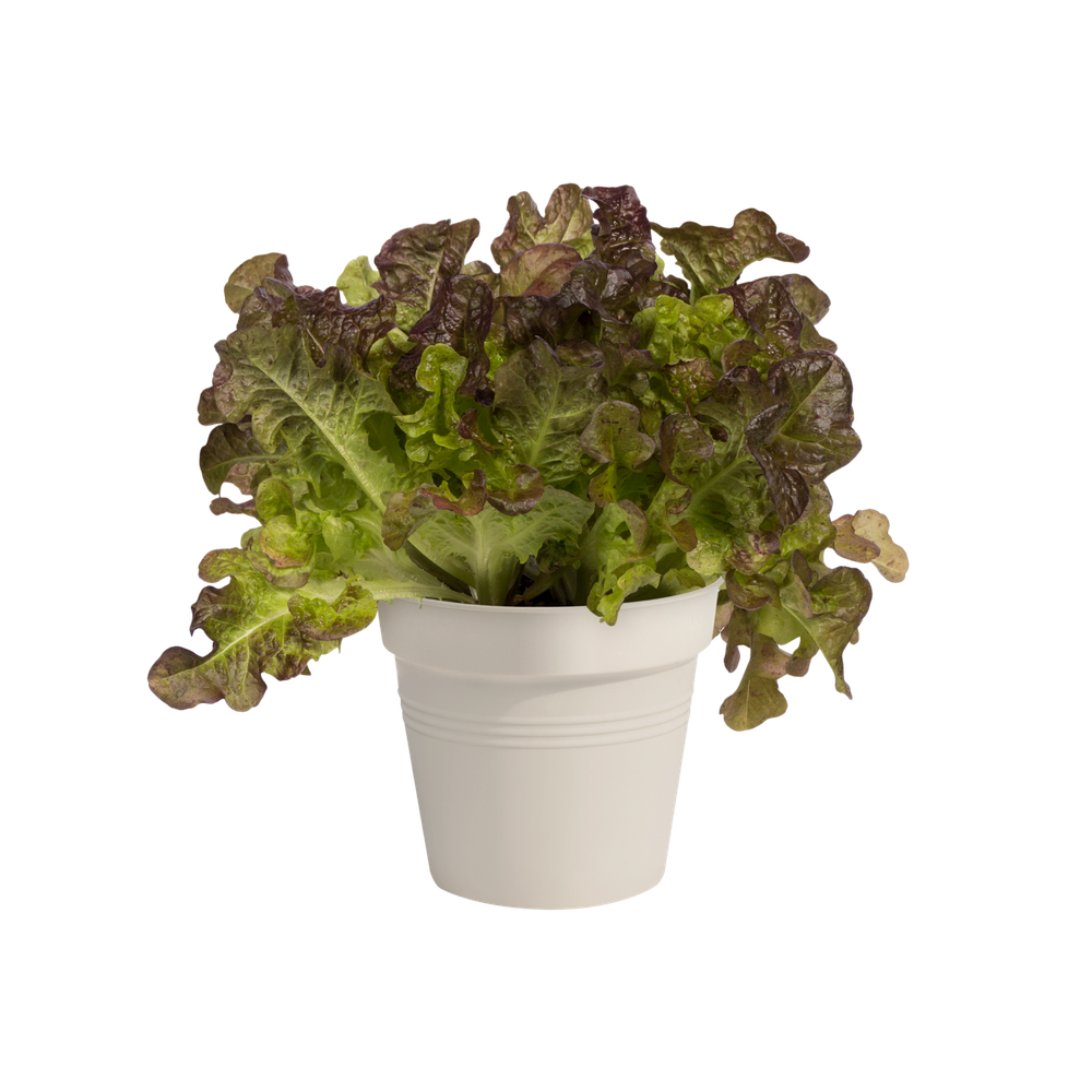Green Basics Growpot 13