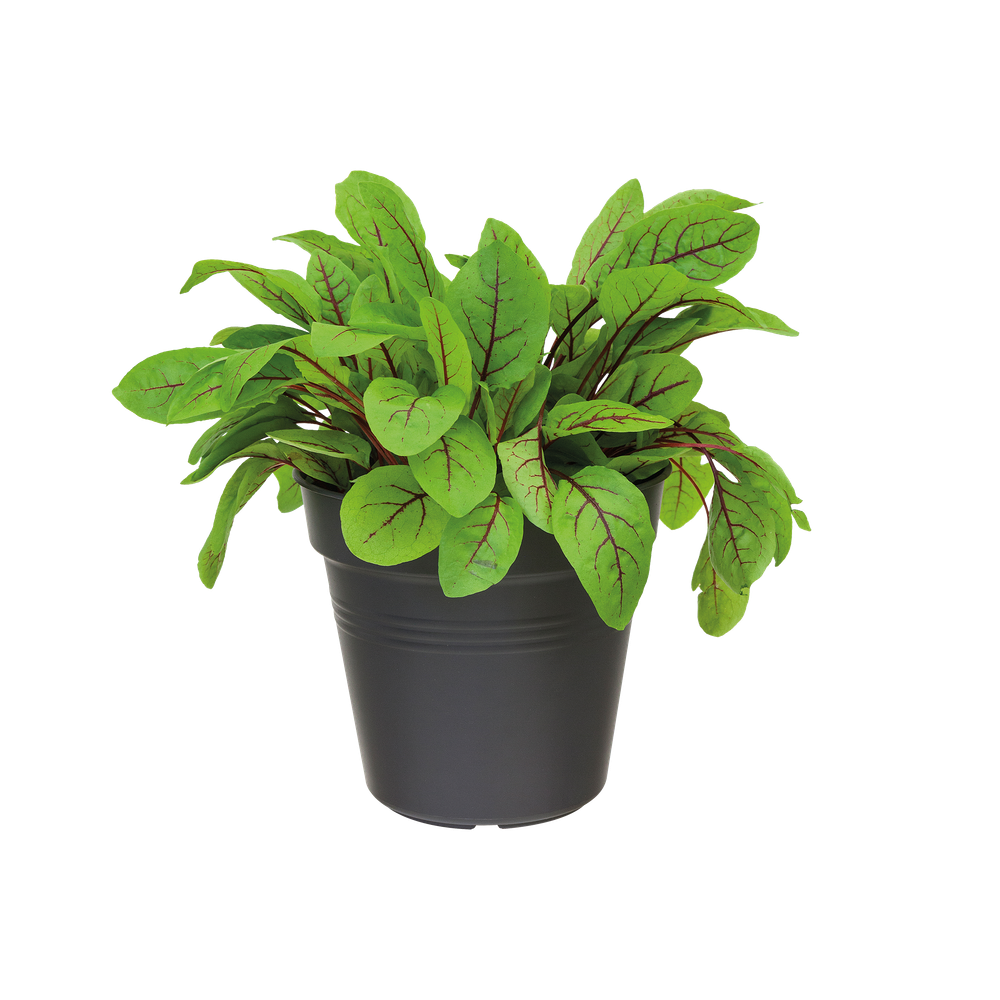 Green Basics Growpot 13
