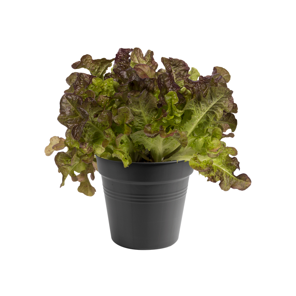 Green Basics Growpot 15